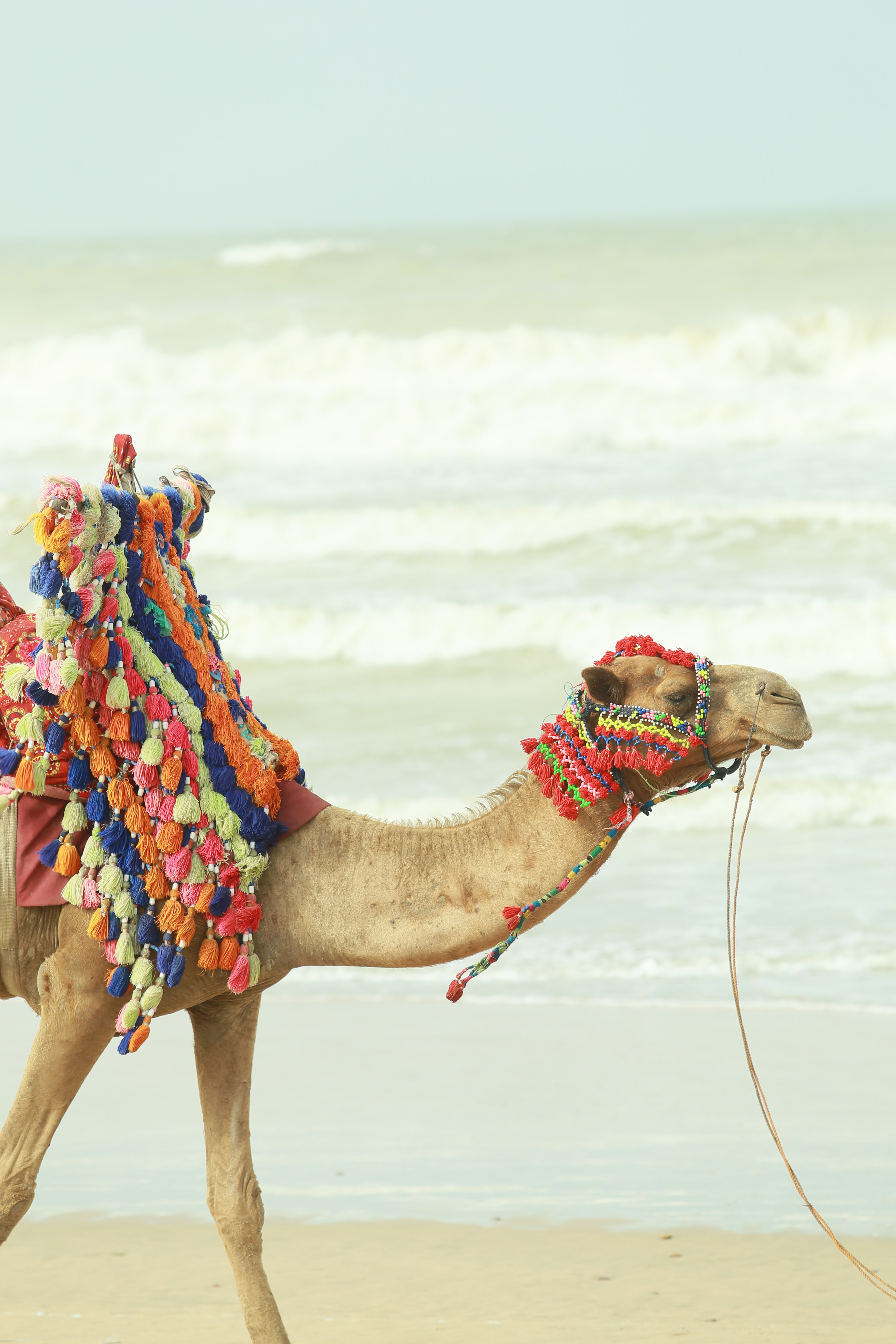 camel-image
